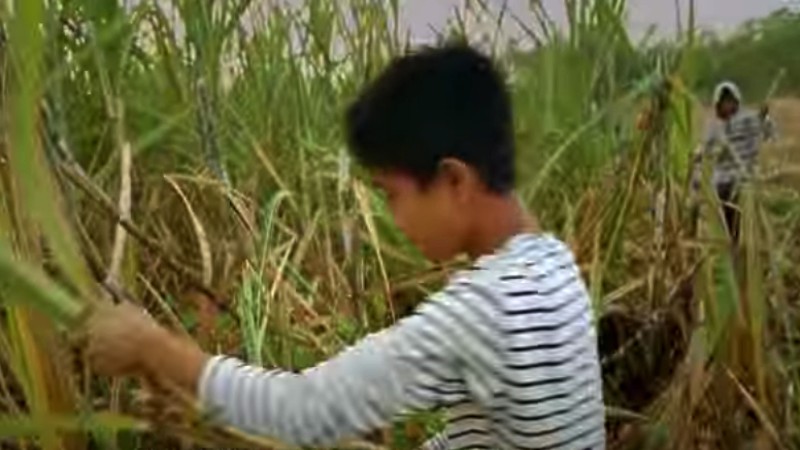 sugar plantation in philippines