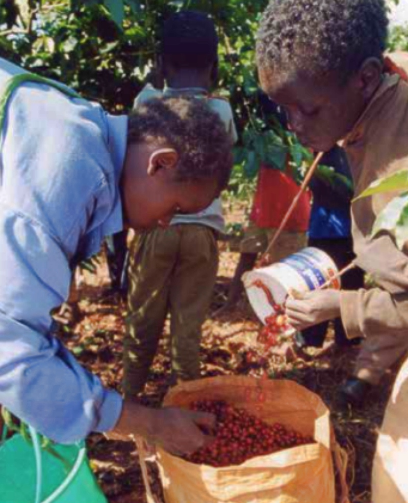 Child labors collecting cocoa